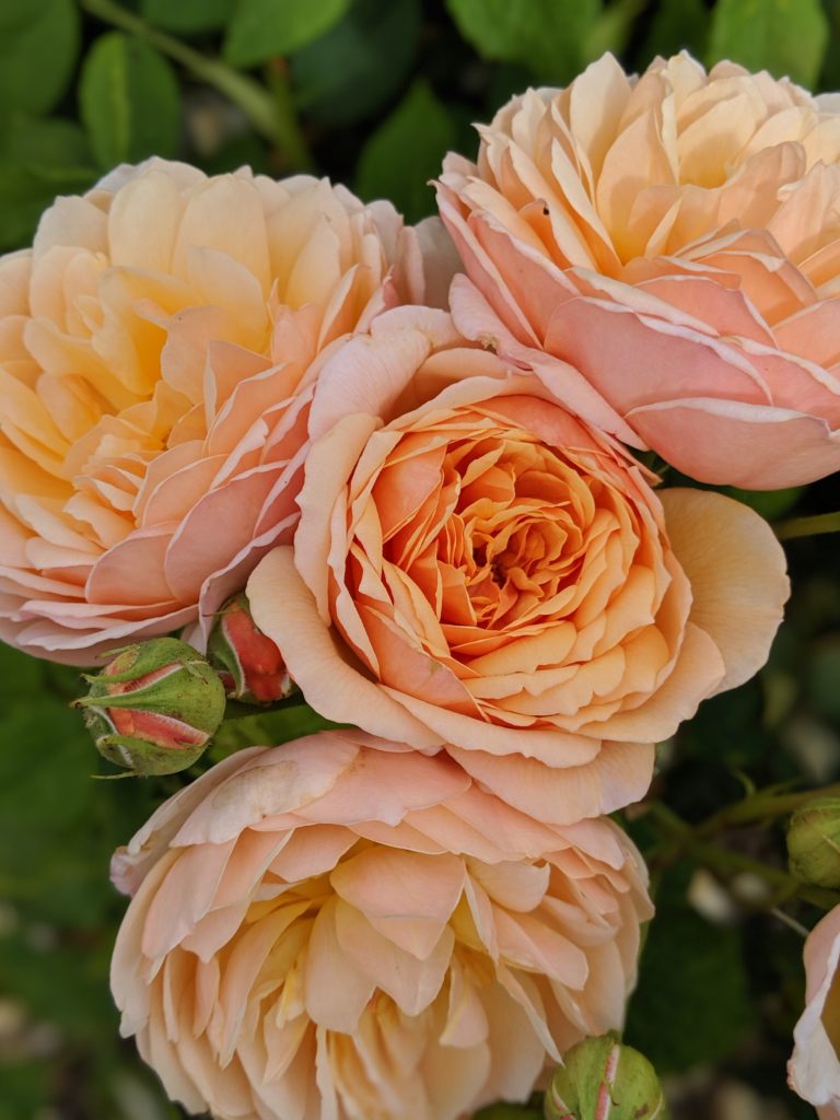 Orangefarbene Blumen im Gewächshaus von Kew Gardens wie auf der Vorderseite des Elan Cafés