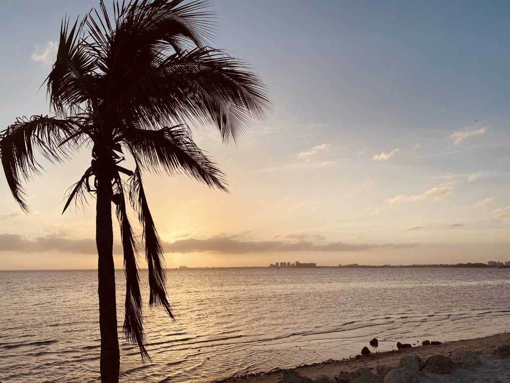 Palmier a Key Biscayne Miami Floride