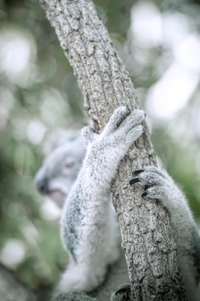 Koala-Familienausflug