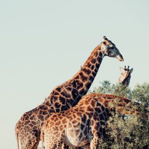 Girafe au parc Kruger en Afrique du Sud