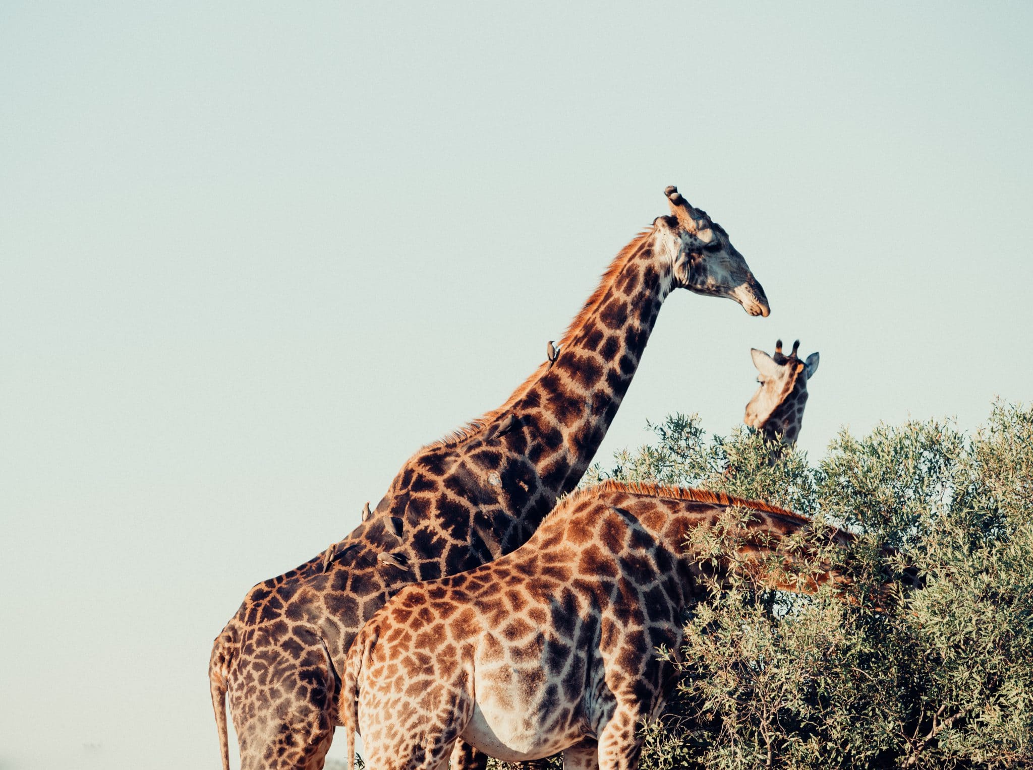 Girafe au parc Kruger en Afrique du Sud