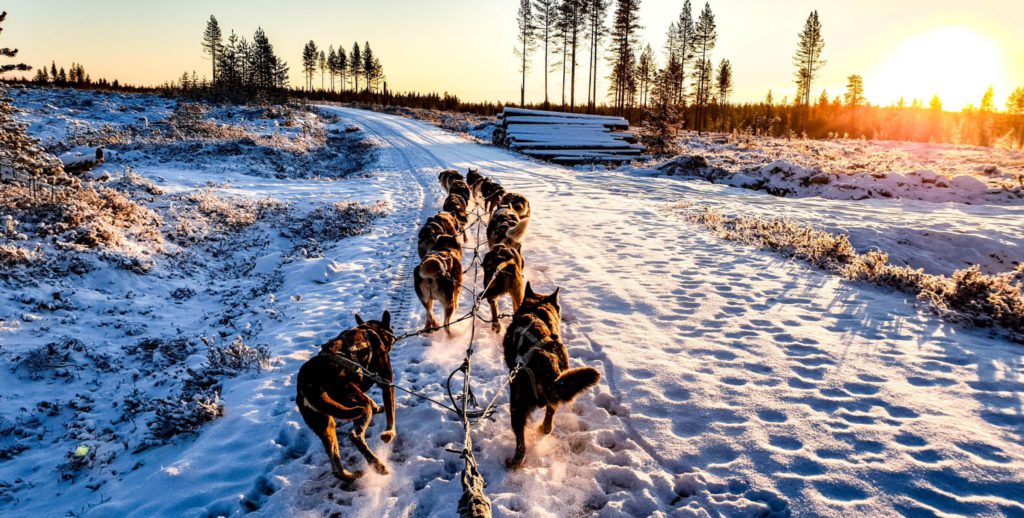 Chien de traineau en Laponie