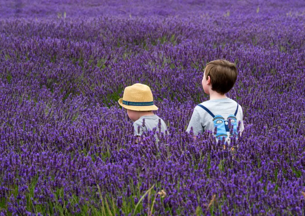 Kinder im Lavendelfeld in der Provence Frühlingsferien 2020