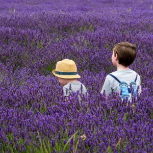 Kinder im Lavendelfeld in der Provence Frühlingsferien 2020