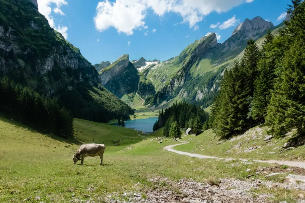 Kühe und Berge im Frühling in der Schweiz