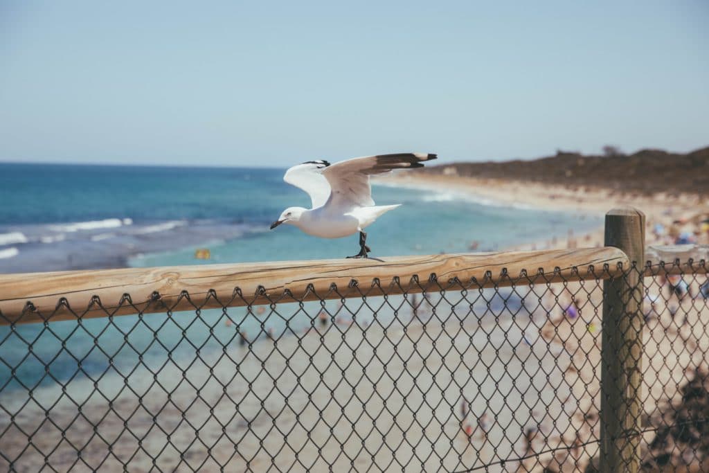 Mouette plage en Australie