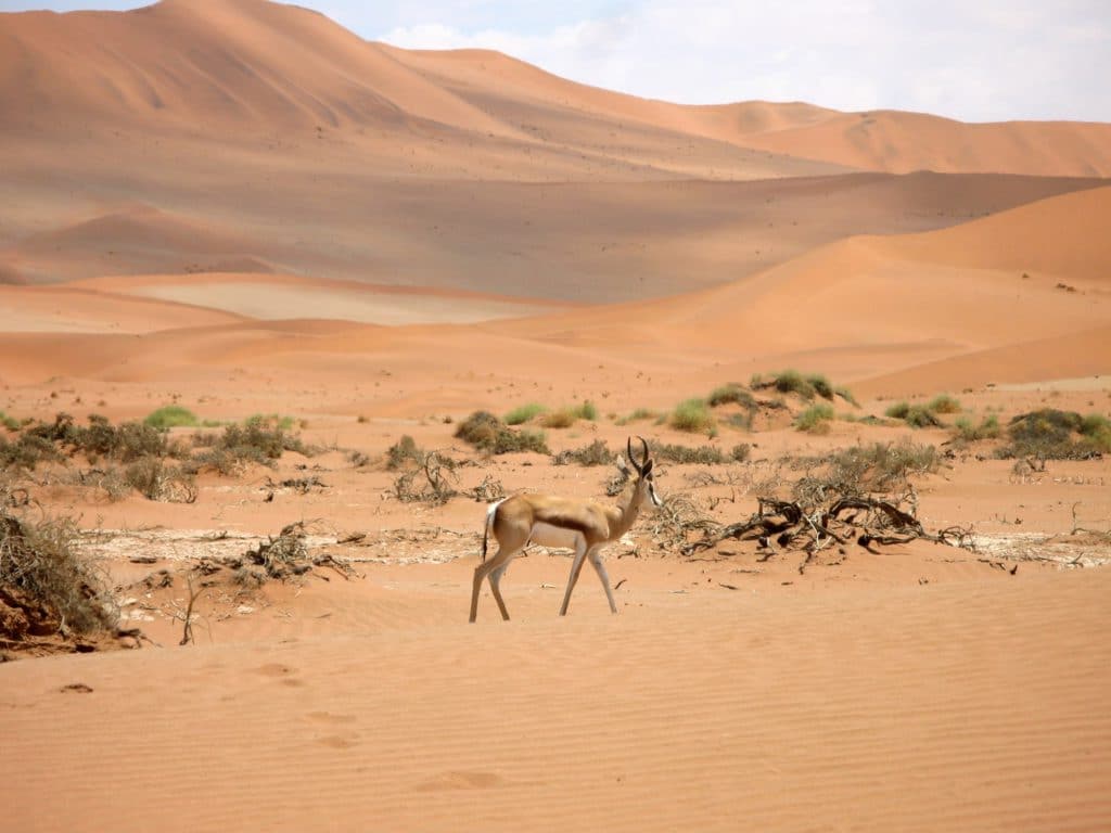 Wilde Tiere Namibias, die es während einer Flitterwochen zu entdecken gilt