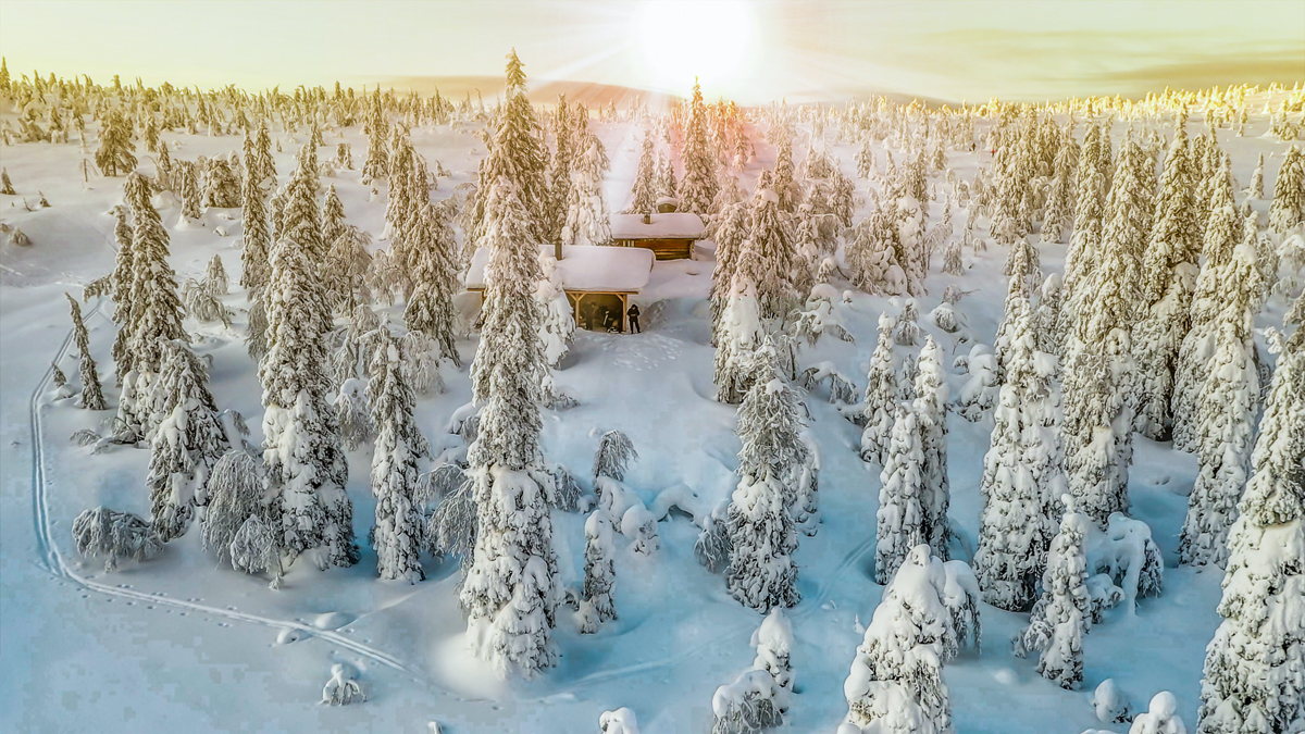 Wald und Schnee für Weihnachten in Lappland