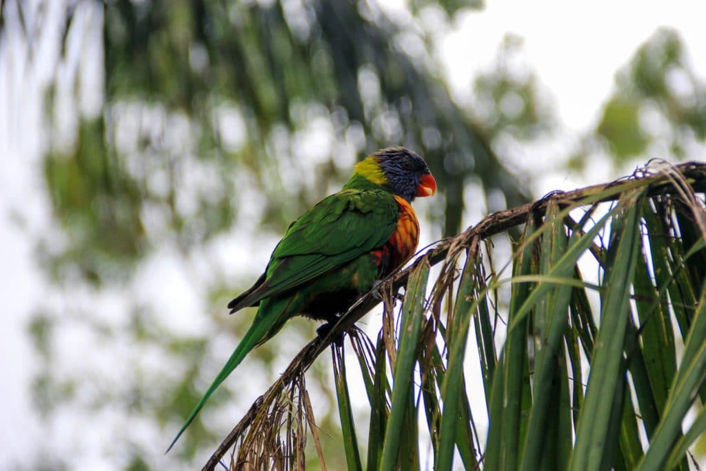 Oiseau parc de Brisbane