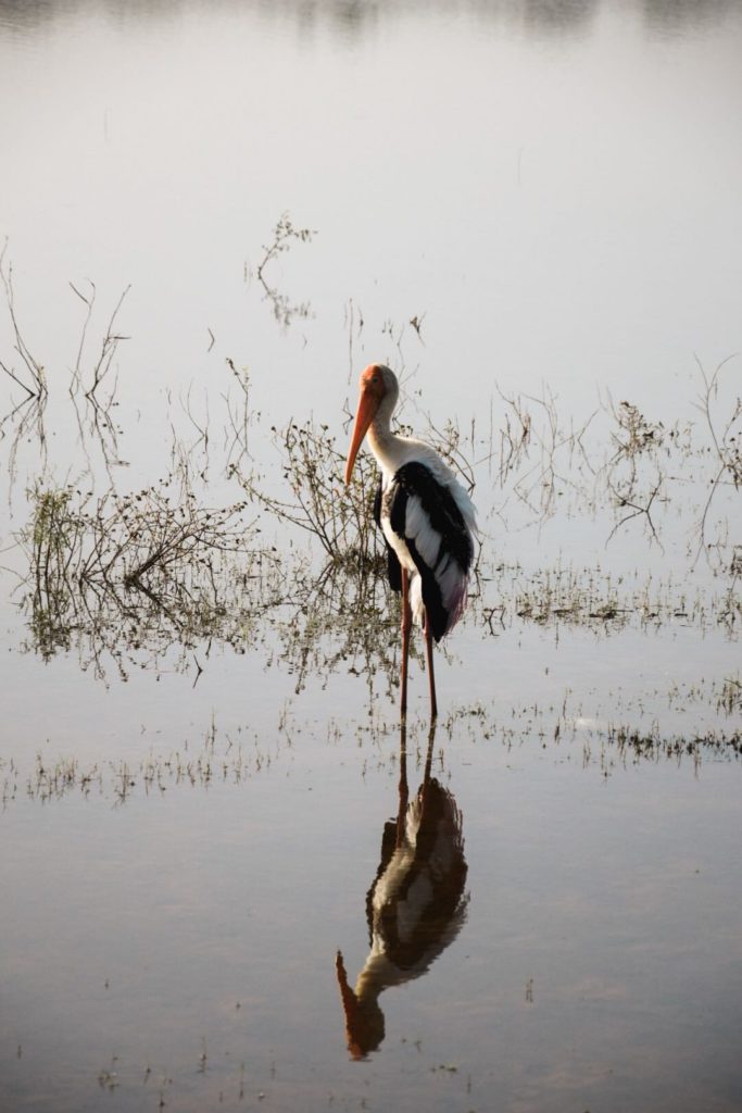 Oiseau au parc Uda Walawe