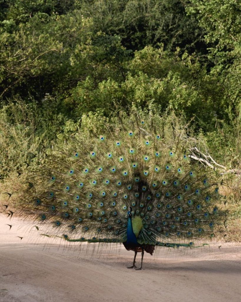 Männlicher Pfau im Uda Walawe Nationalpark in Sri Lanka