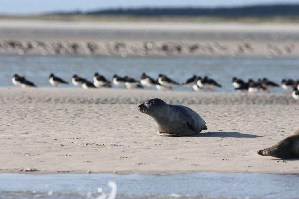 Phoque dans la Baie de Somme en France