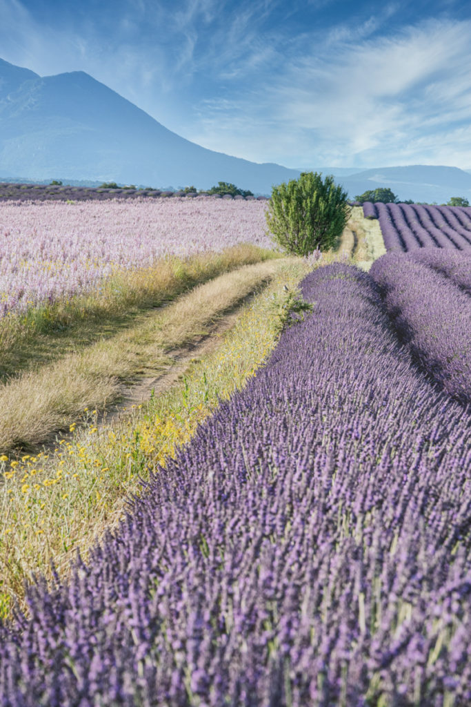 Landschaft Valensole Plateau Frankreich