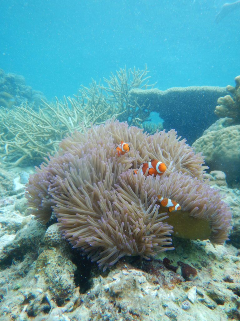 Tauchen in den Korallen von Palawan auf den Philippinen