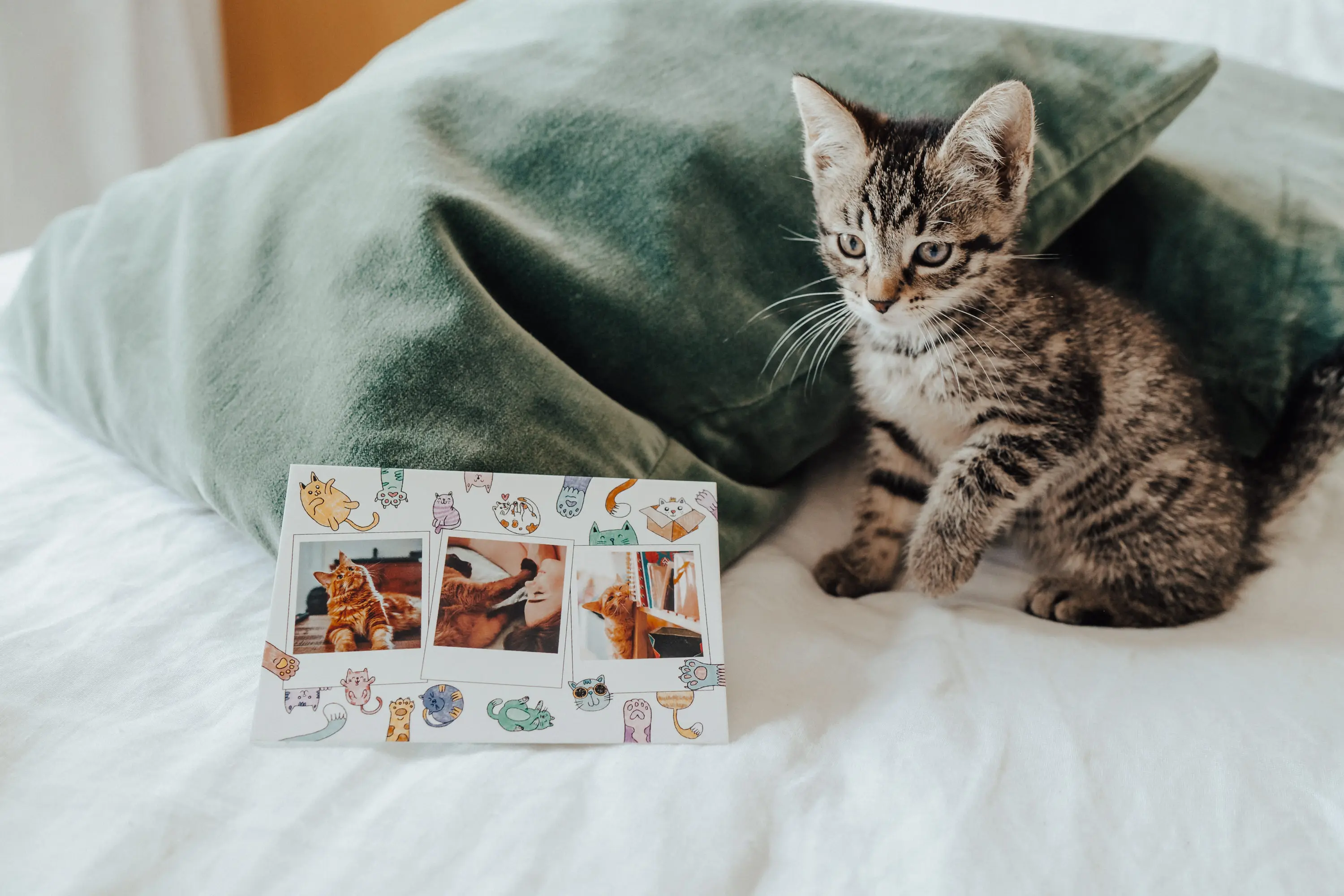 cat postcard next to kitten