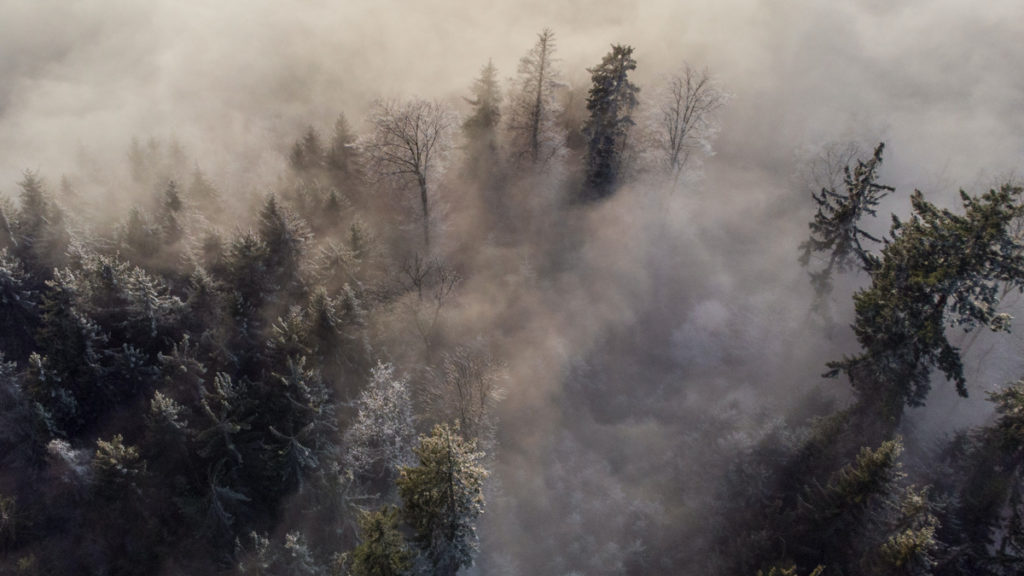 Bois proces sorcieres de Salem