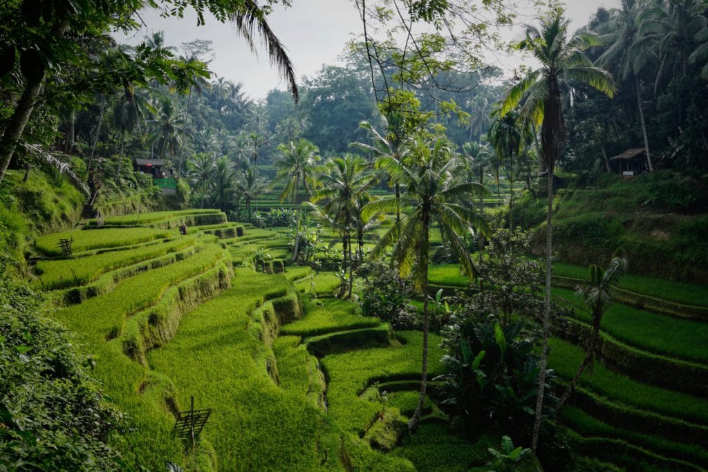 Reisfelder in Ubud, ein Traumziel