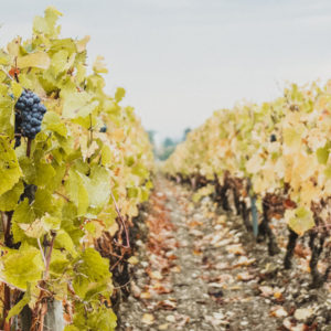 Route des vins de Bourgogne de Beaune à Santenay