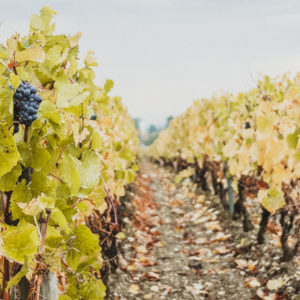 Burgundische Weinstraße von Beaune nach Santenay