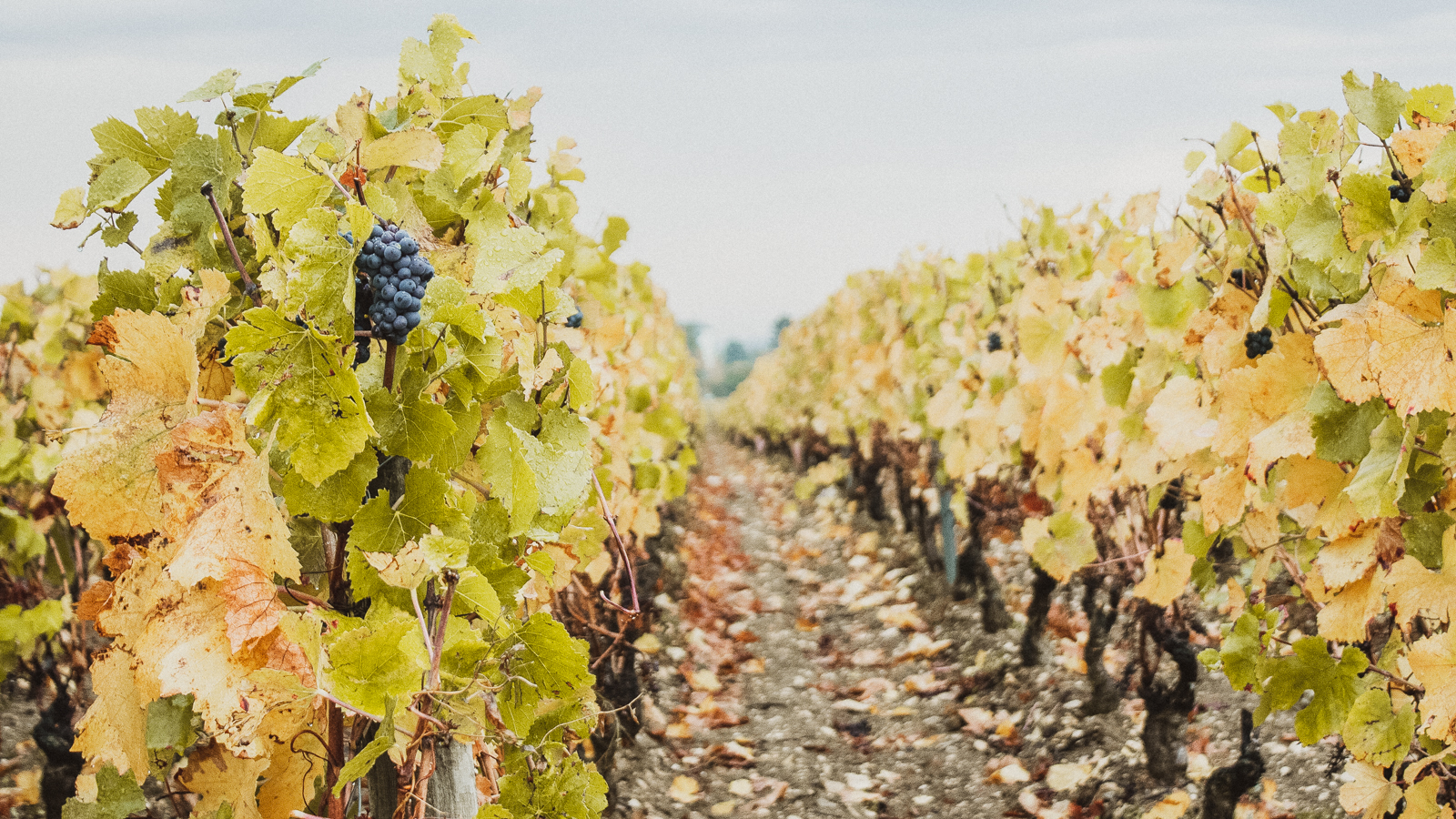 Burgundische Weinstraße von Beaune nach Santenay