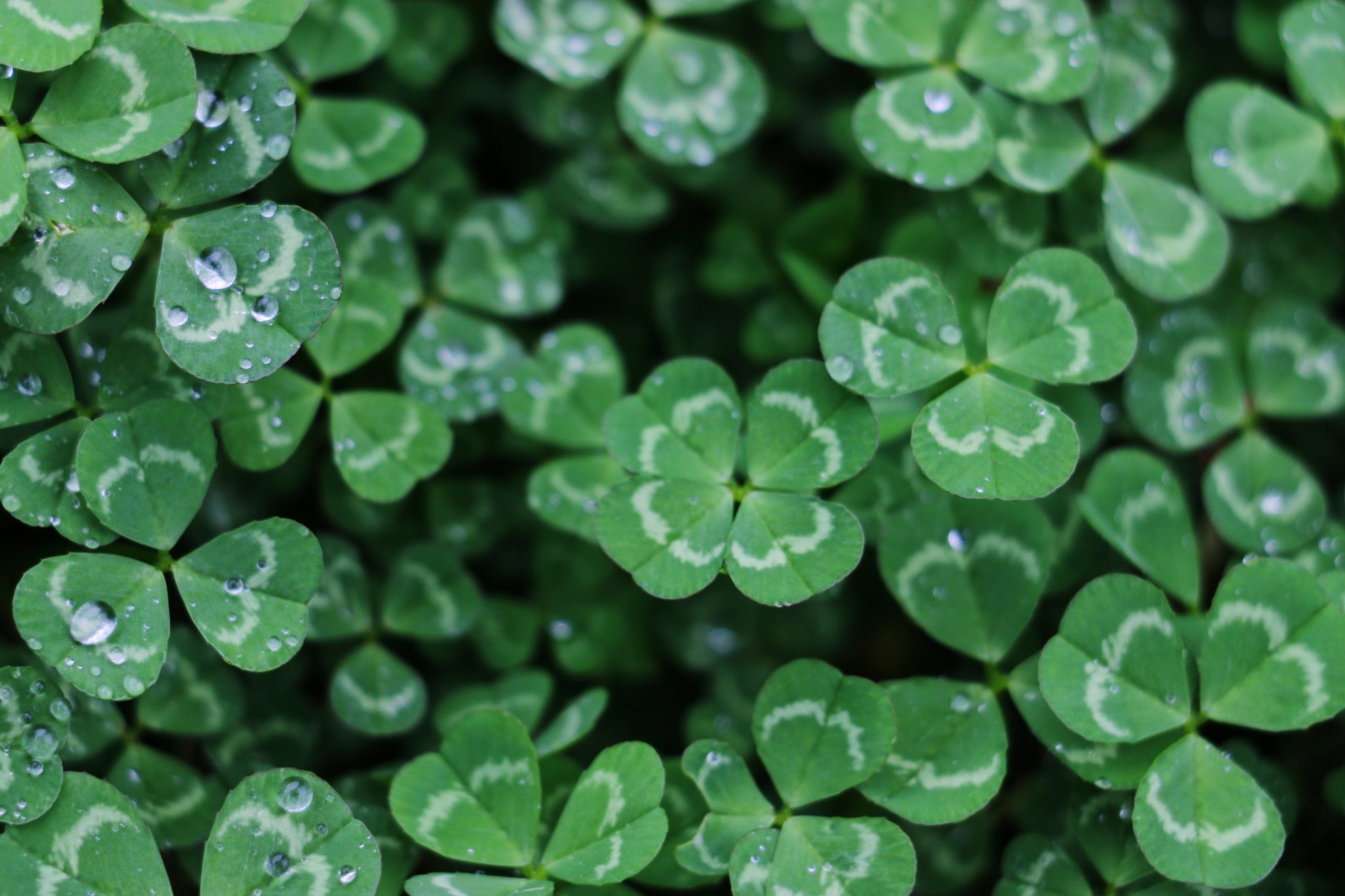 Die 5 besten Orte, um den St. Patrick's Day in Irland zu feiern