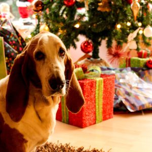 Geheimer Weihnachtsmannhund vor dem Weihnachtsbaum