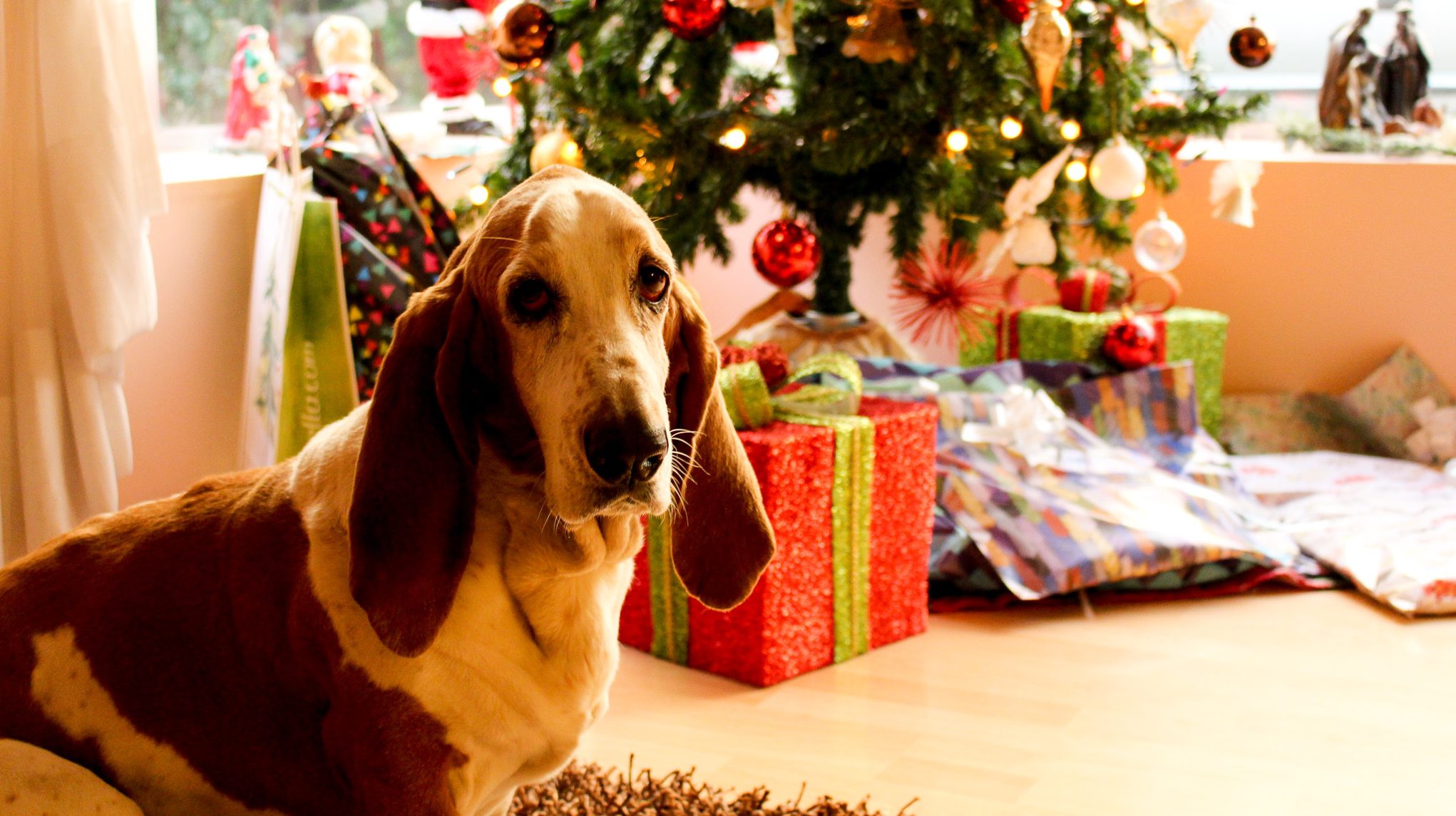 Geheimer Weihnachtsmannhund vor dem Weihnachtsbaum