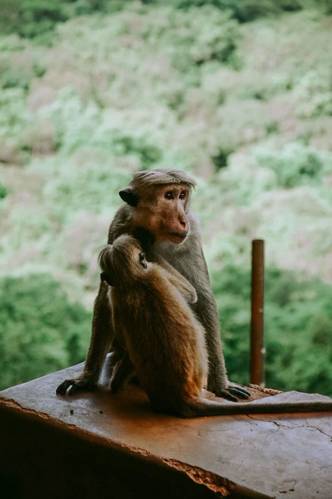 Singes au Rocher au Lion Sigiriya