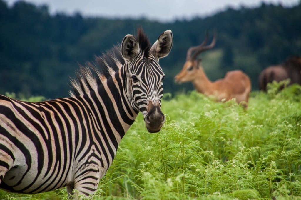 Zèbre au Swaziland