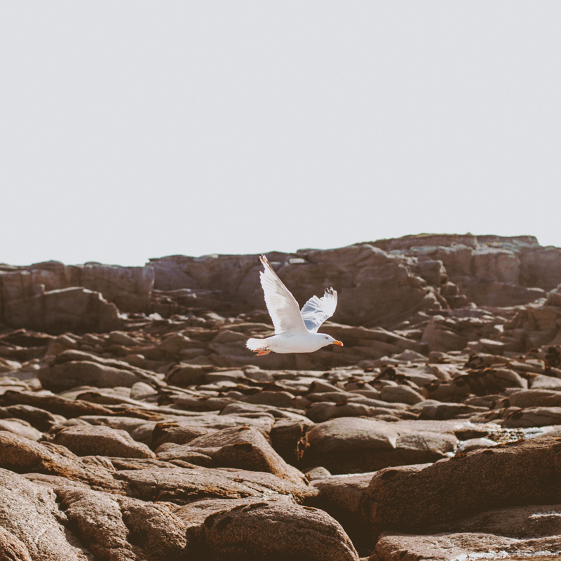 the-bird-island-arcachon