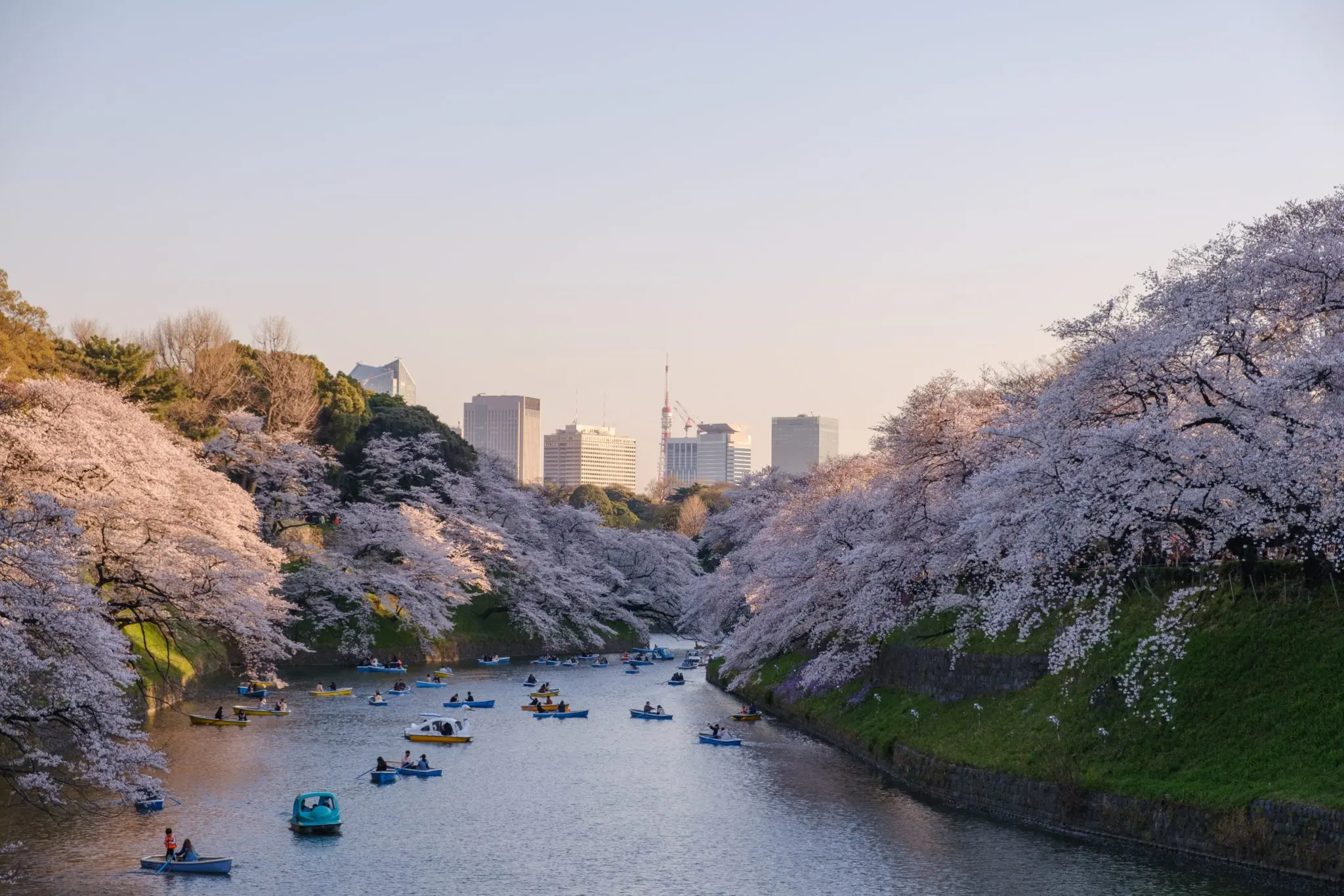 Sakura entlang eines Flusses in Tokio, Japan im Frühling