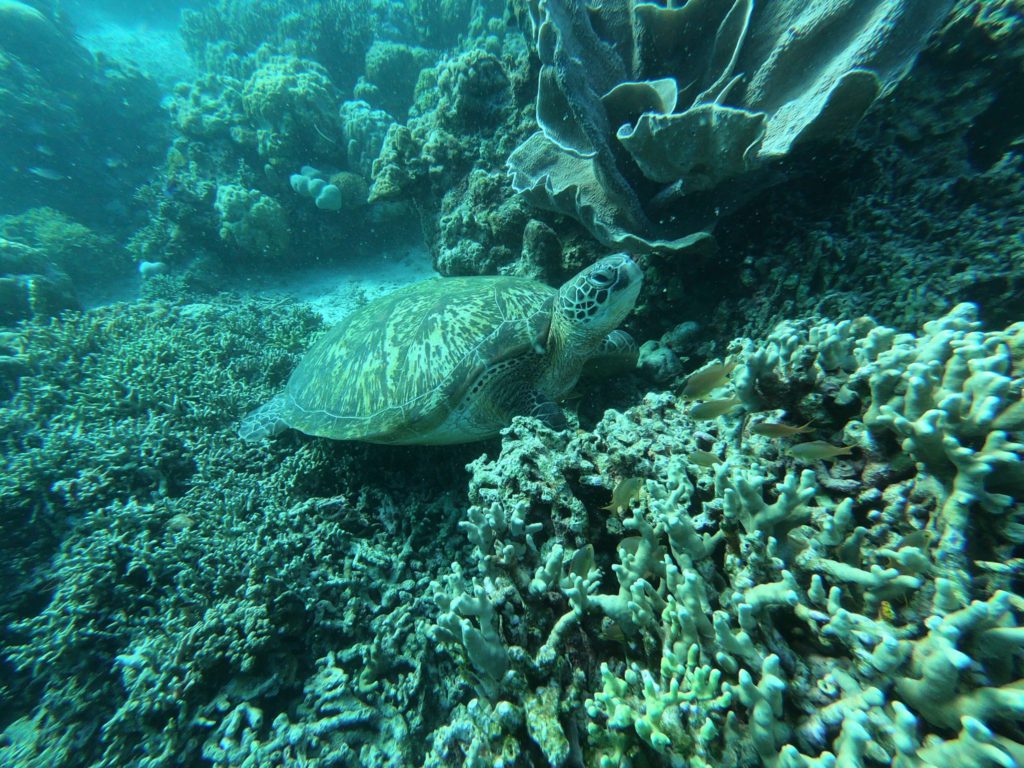 Tortue marine a Palawan