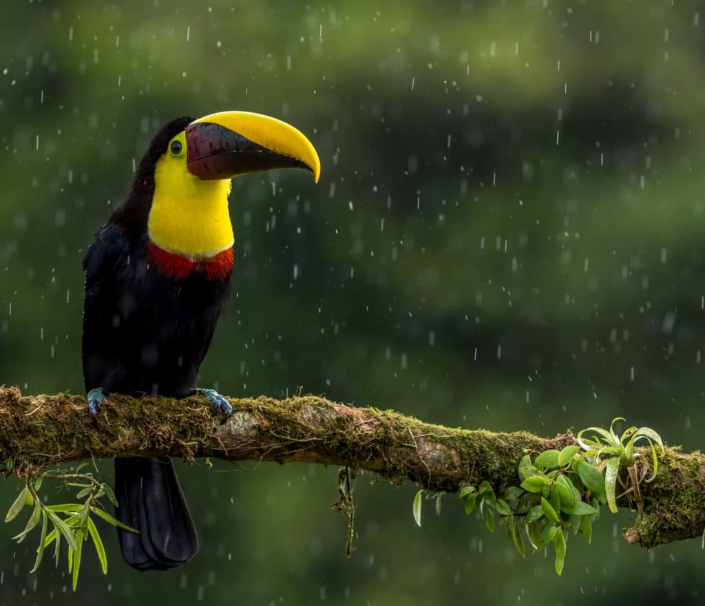 Touca du Costa Rica