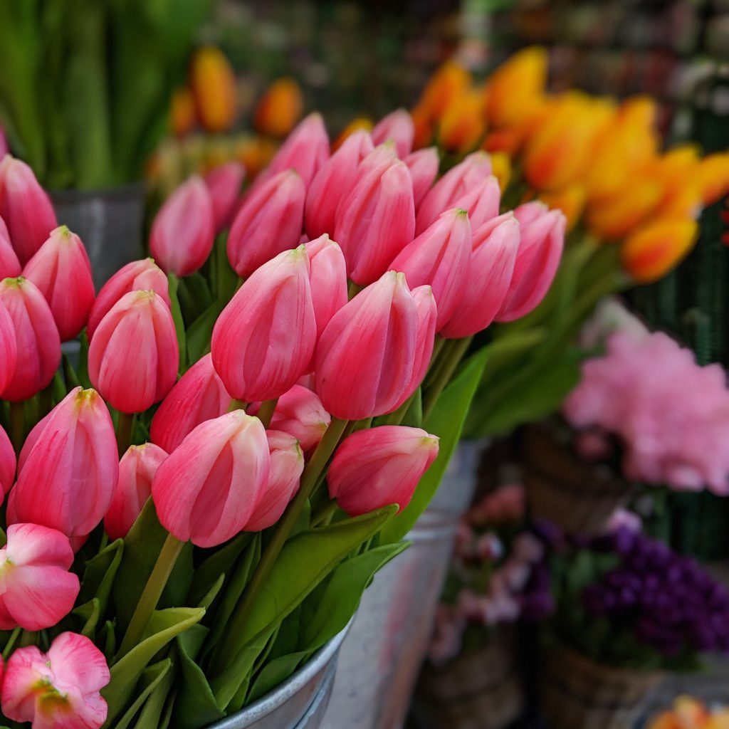 Keukenhof-Tulpen auf dem Amsterdamer Schwimmenden Markt