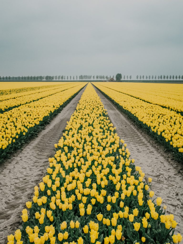 champ de tulipes jaunes