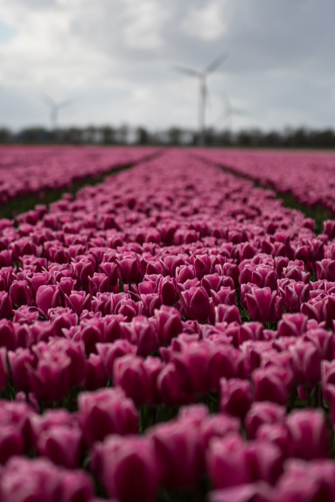 champ de tulipes roses