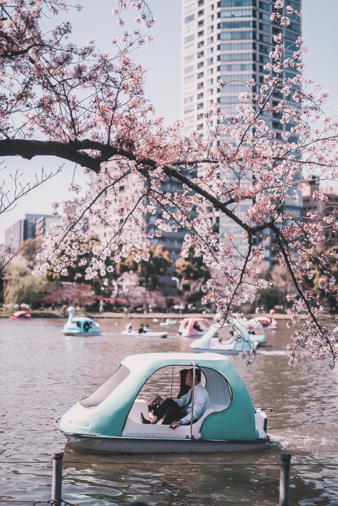 Lac du parc Ueno a Tokyo Japon avec cerisiers en fleurs