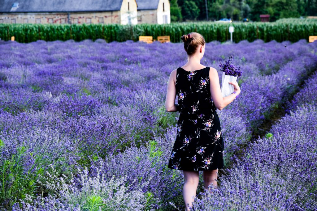 plateau de lavande Valensole sud de la France