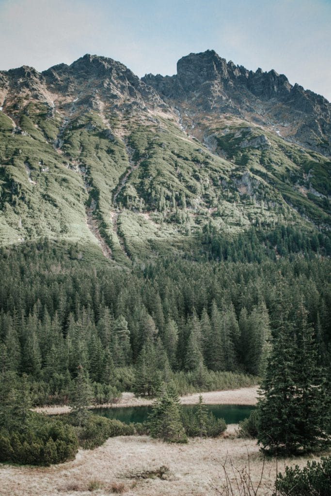 Forêt de Zakopane en Pologne